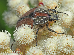 Trichostetha capensis hottentotta