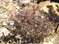 Erica eriocephala