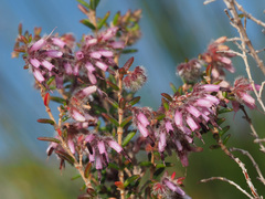Erica eriocephala