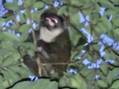 Cercopithecus petaurista buettikoferi