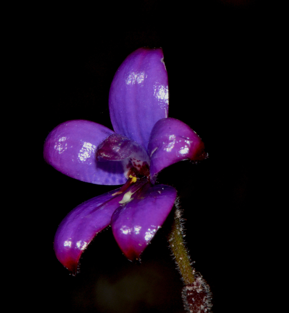 purple enamel orchid
