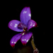 Purple Enamel Orchid - Photo (c) Timothy Hammer, some rights reserved (CC BY-NC)