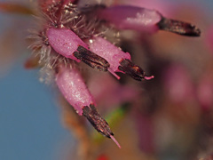 Erica eriocephala