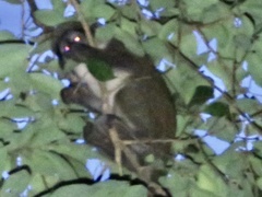 Cercopithecus petaurista buettikoferi