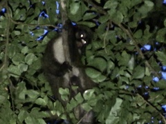 Cercopithecus petaurista buettikoferi