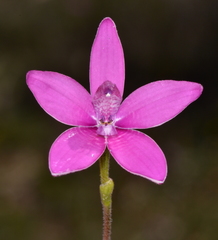 Elythranthera emarginata