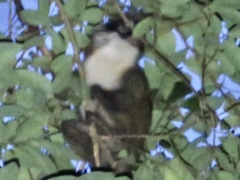 Cercopithecus petaurista buettikoferi