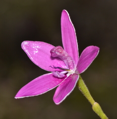 Elythranthera emarginata