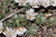 Laxmannia brachyphylla