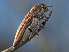 Aristosoma suturalis