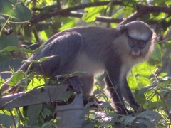 Cercopithecus campbelli