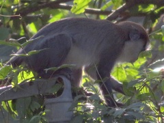 Cercopithecus campbelli