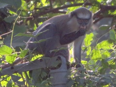 Cercopithecus campbelli