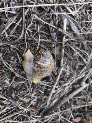 Roman Snail