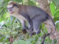 Cercopithecus campbelli