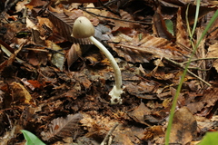 Amanita arocheae
