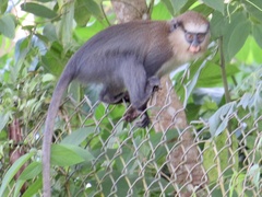 Cercopithecus campbelli