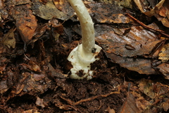 Amanita arocheae