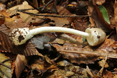 Amanita arocheae