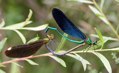 Matrona basilaris