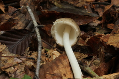 Amanita arocheae