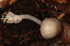 Amanita arocheae