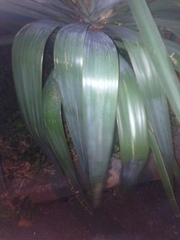 Yucca