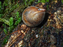 Vespericola armigera