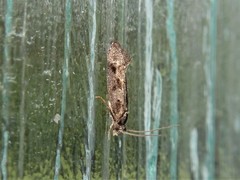 Trithamnora certella