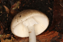 Amanita arocheae