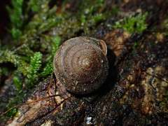 Vespericola armigera