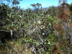 Eucalyptus cosmophylla