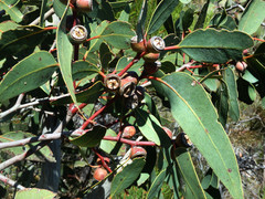 Eucalyptus cosmophylla