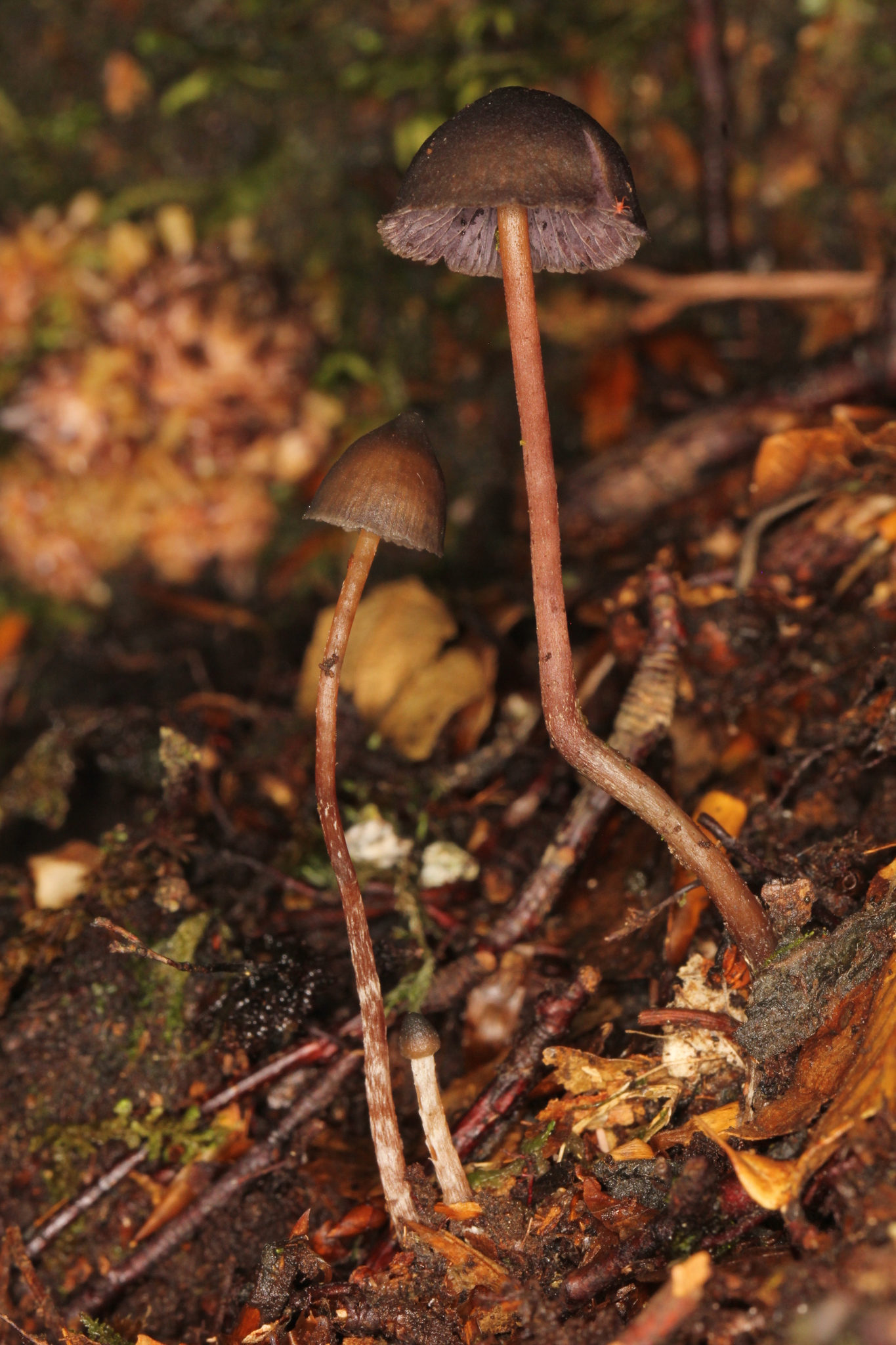 Psilocybe fagicola image