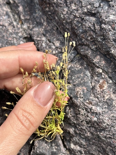 Sticky-stem Pearlwort (Sagina maxima)