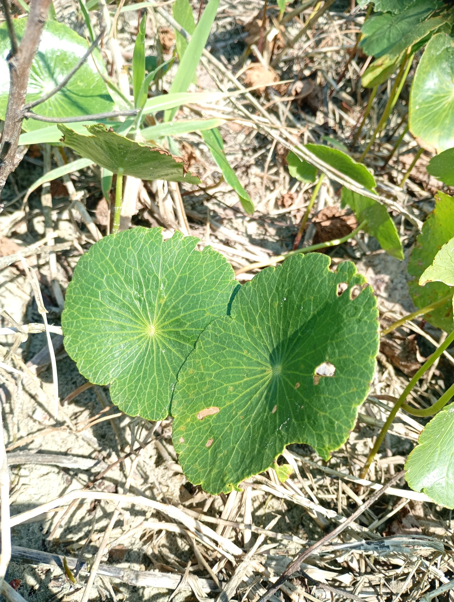 Hydrocotyle bonariensis
