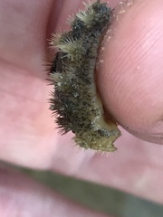 Acanthochitona garnoti