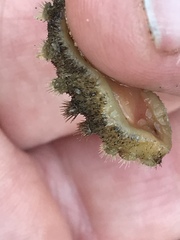 Acanthochitona garnoti