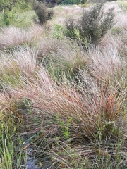 Schoenus pauciflorus