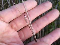 Schoenus pauciflorus