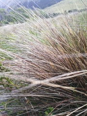 Schoenus pauciflorus