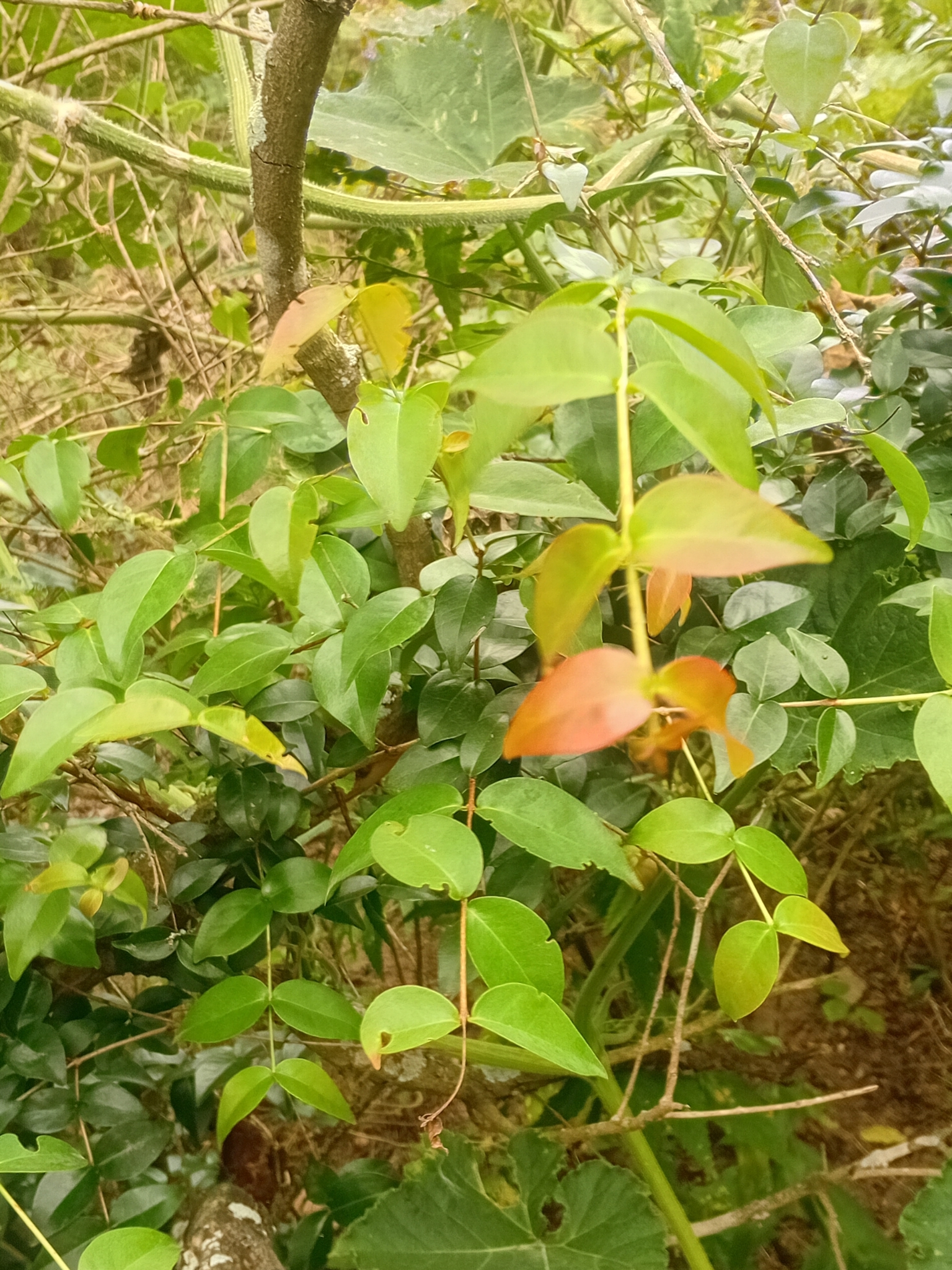 Eugenia uniflora