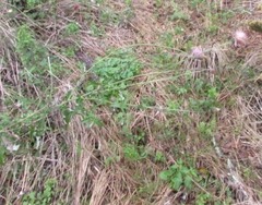 Cirsium texanum
