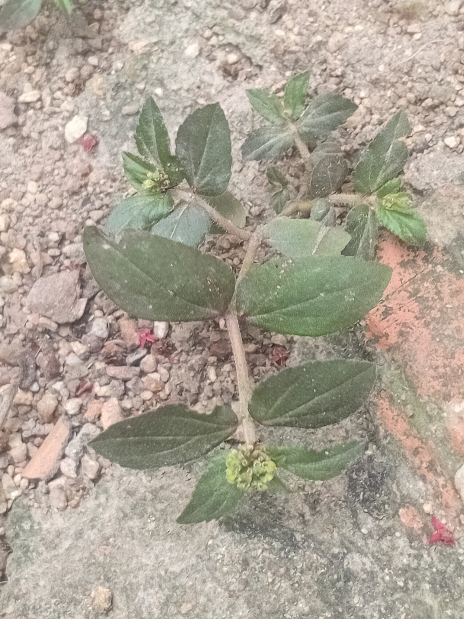 Euphorbia hirta