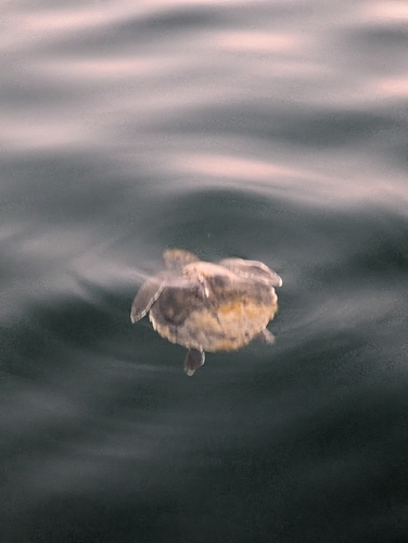 Kemp's Ridley Sea Turtle photographed in Massachusetts