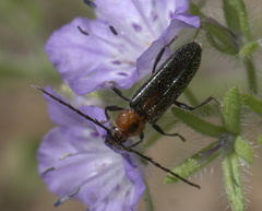 Stenosphenus notatus