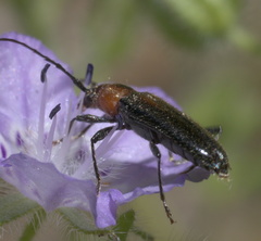 Stenosphenus notatus