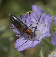 Stenosphenus notatus