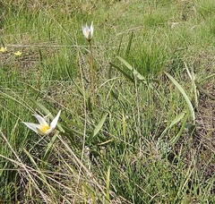 Tulipa patens