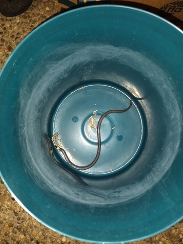 White-crowned Snake sighting